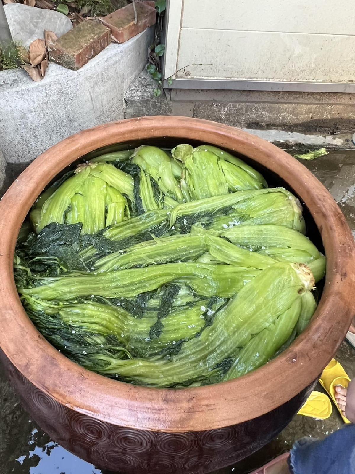 112-12-14~全園踩芥菜