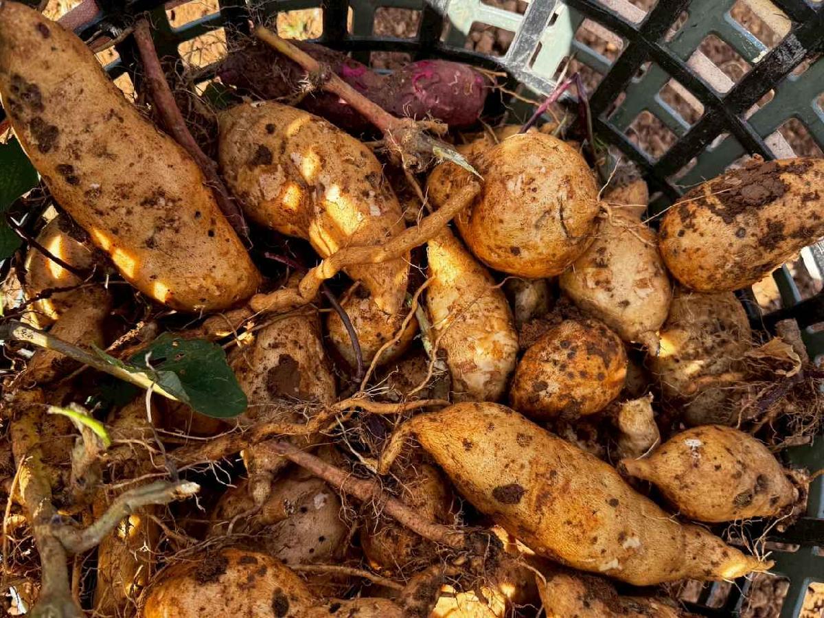 全園挖地瓜_251230_2 (7)