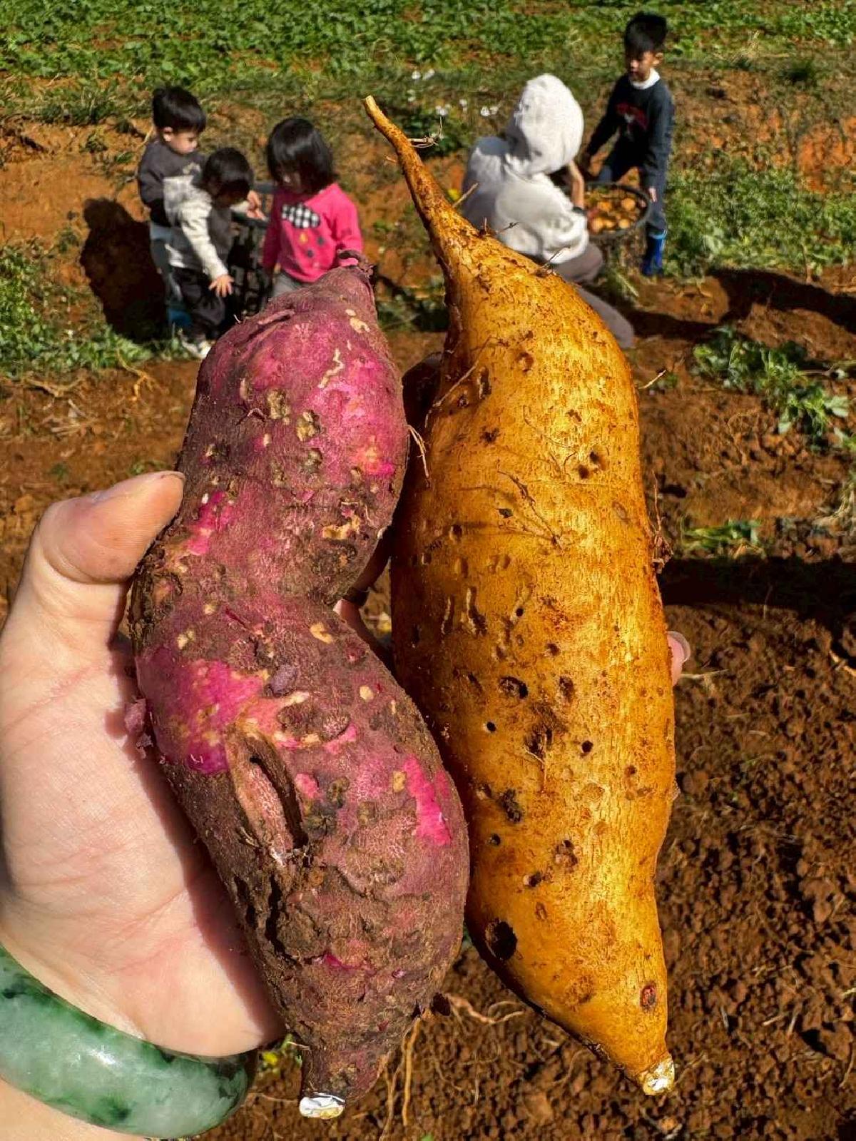 全園挖地瓜_251230_2 (8)