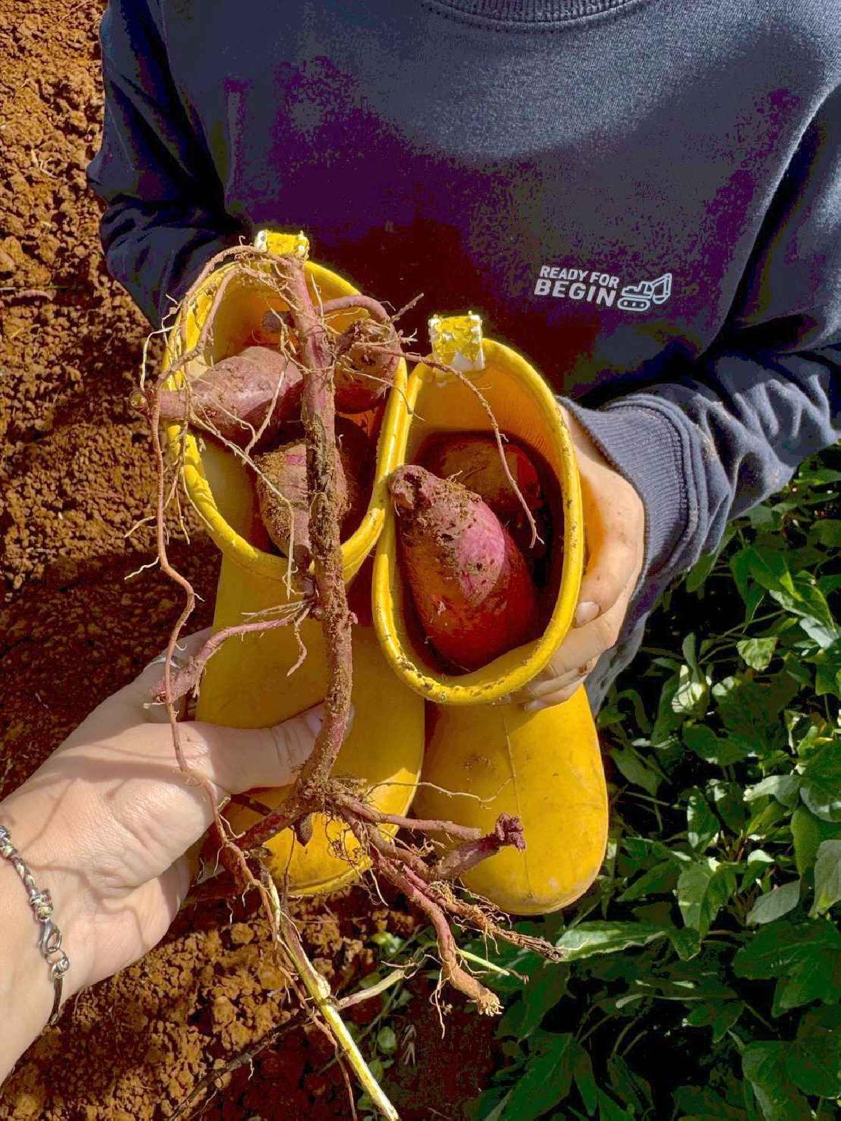 全園挖地瓜_251230_2 (21)