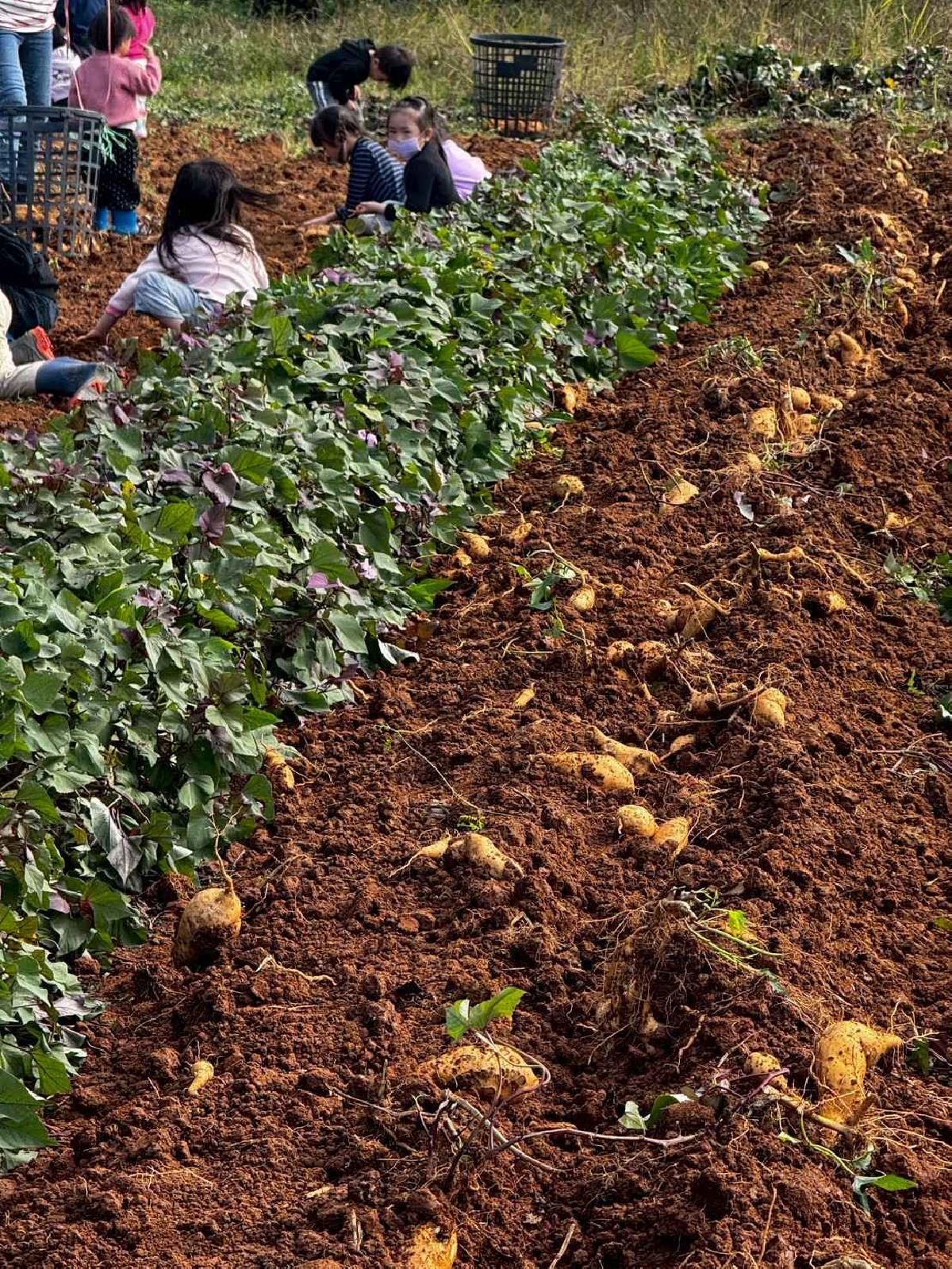 全園挖地瓜_251230_2 (26)