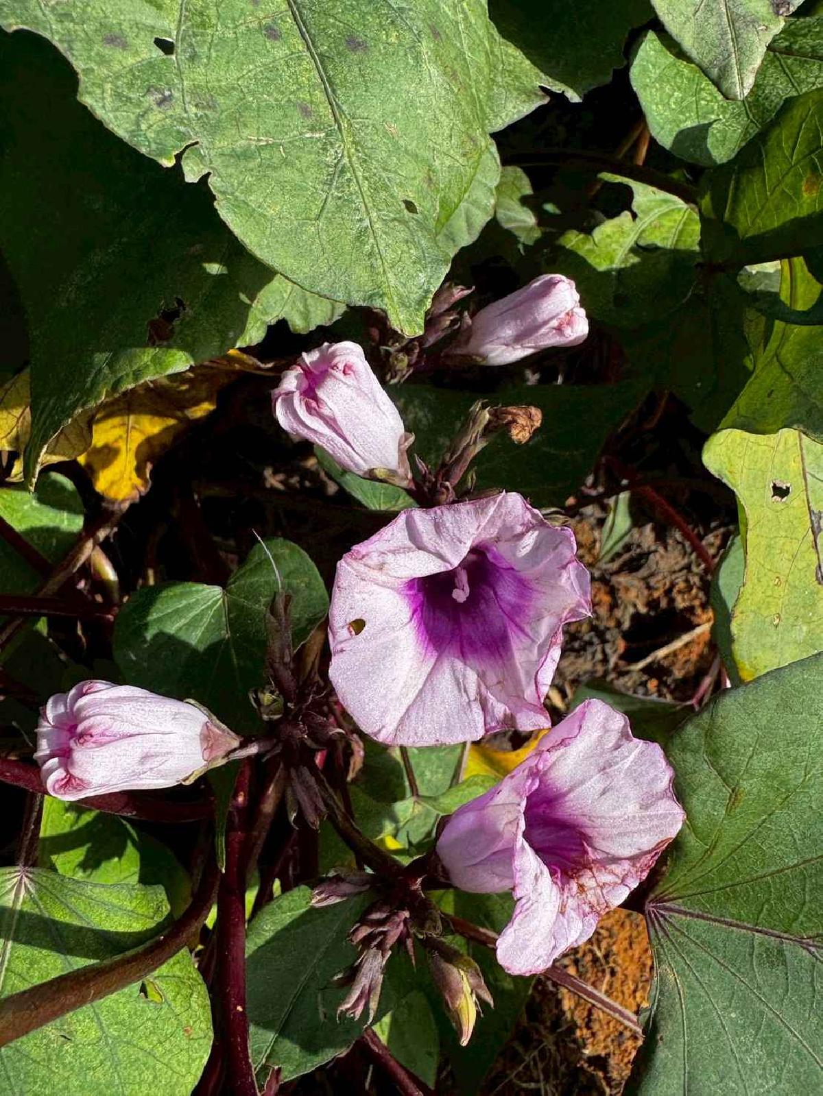 全園挖地瓜_251230_2 (3)