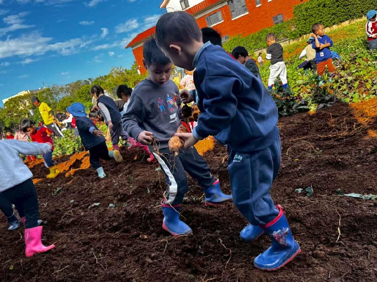 全園挖地瓜_251230_2 (5)