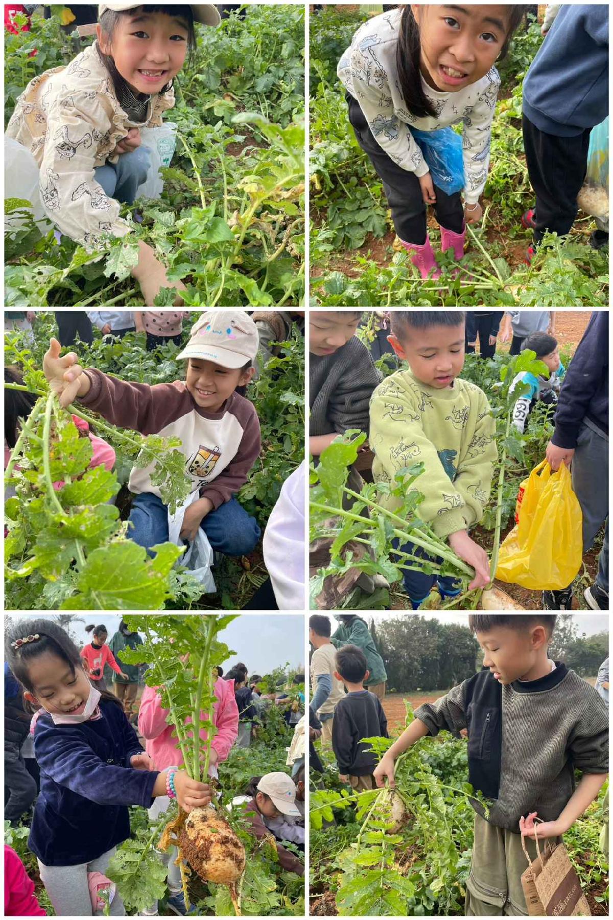 安親班挷菜頭 (4)