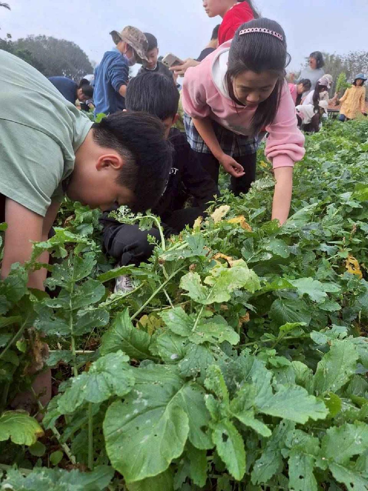 安親班挷菜頭 (15)